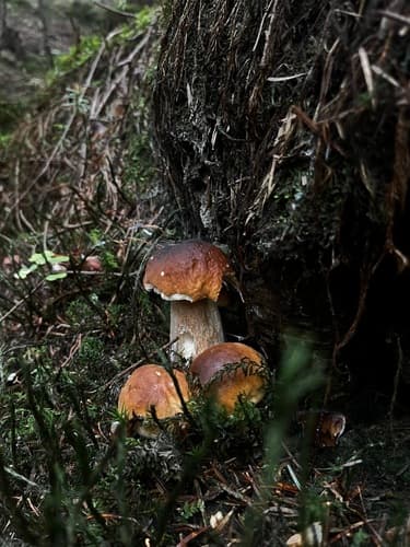 Borowik