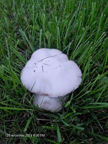 Pieczarka łąkowa