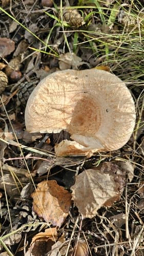 Mleczaj wełnianka