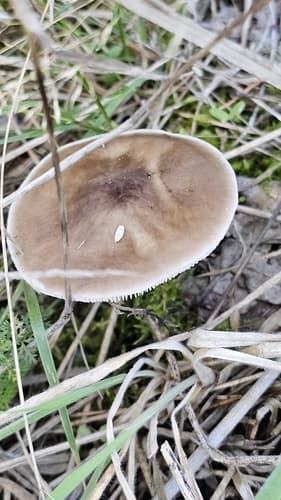 Ciemnobiałka ciemna