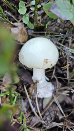 Muchomor cytrynowy