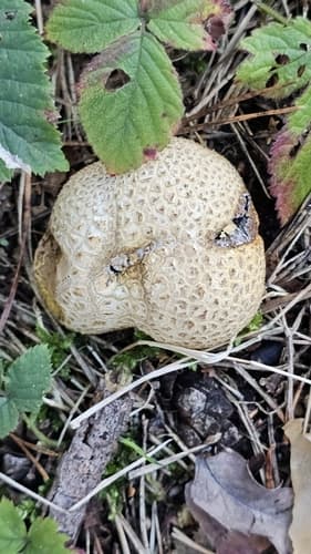 Tęgoskór cytrynowy