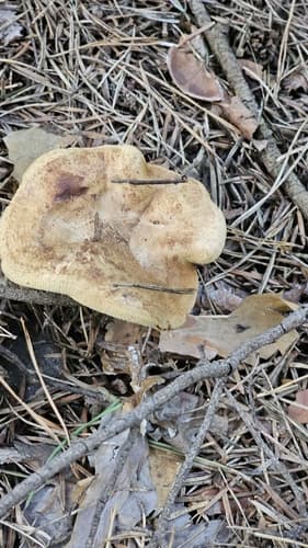 Krowiak podwinięty