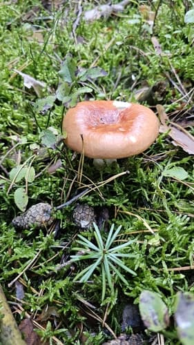 Gołąbek brzozowy