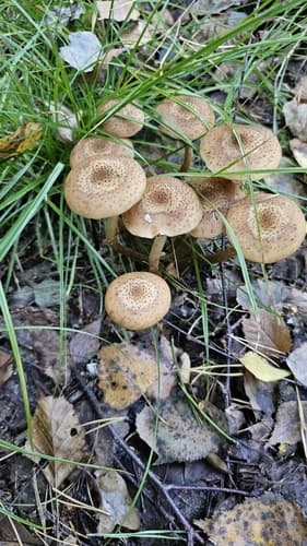 Opieńka ciemna