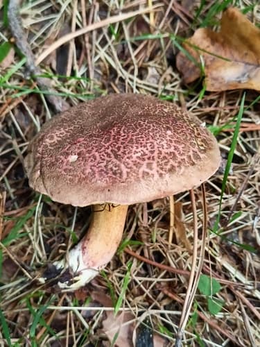 Xerocomellus