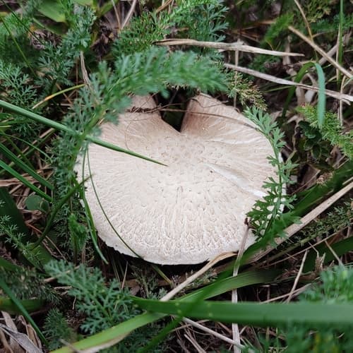 Pieczarka