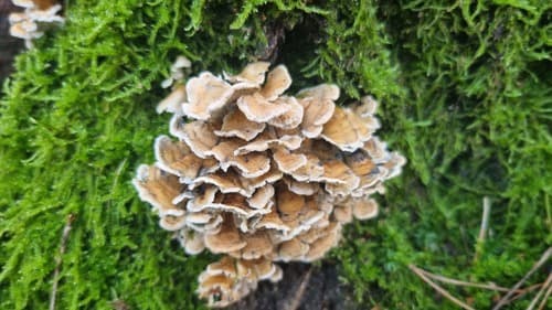 Plicatura