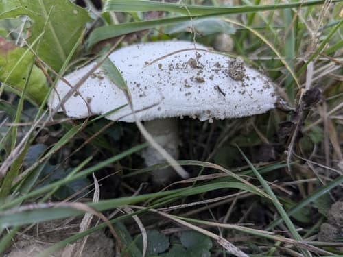 Pieczarka łąkowa