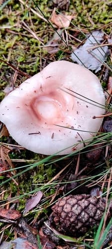 Gołąbek brzozowy