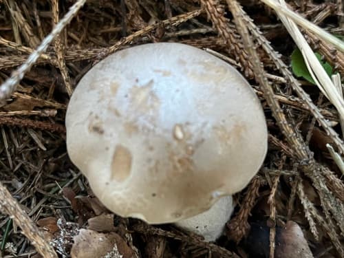 Collybia irina