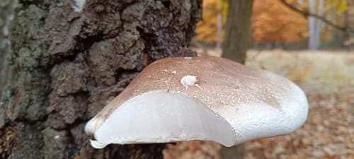 Białoporek brzozowy