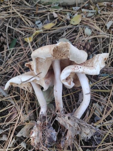 Monetnica plamista