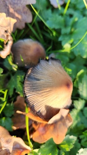 Coprinellus