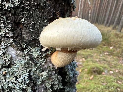 Agaricineae