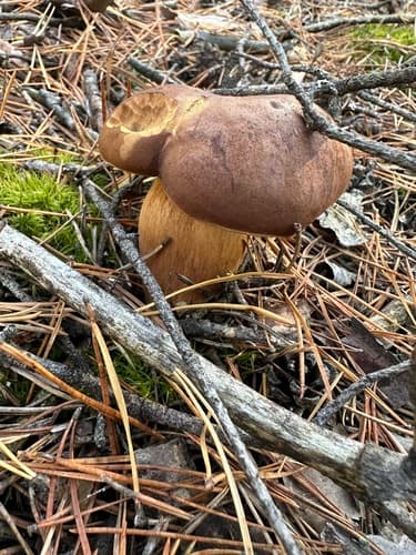 Podgrzybek brunatny