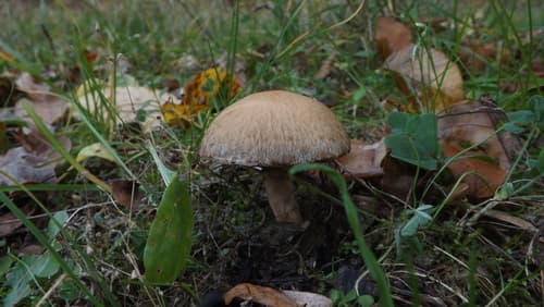 kruchawica aksamitna