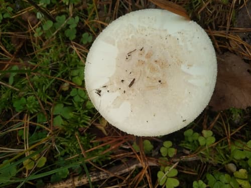Muchomor cytrynowy