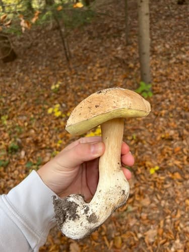 Borowikowce