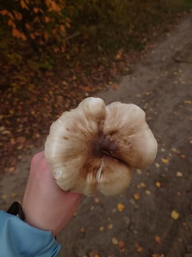 Pluteus petasatus
