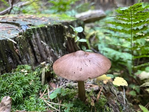 Pluteus