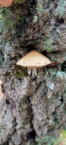 Pholiota heteroclita