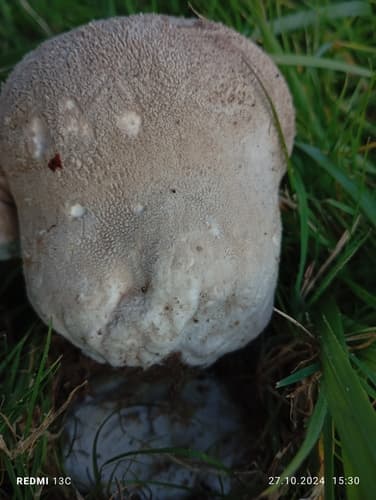 Purchaweczka spłaszczona