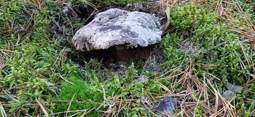 Boletopsis grisea