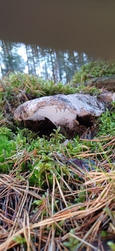 Boletopsis grisea