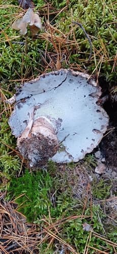 Boletopsis grisea