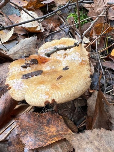Paxillus cuprinus