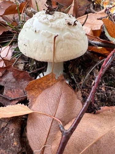 Muchomor cytrynowy