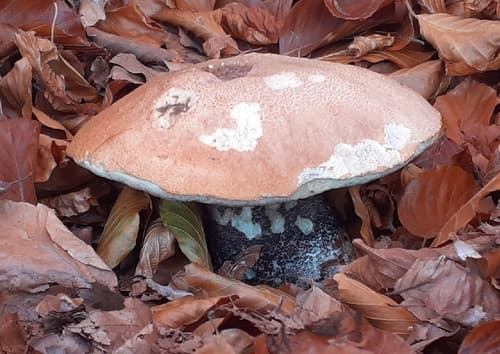 koźlarz pomarańczowożółty