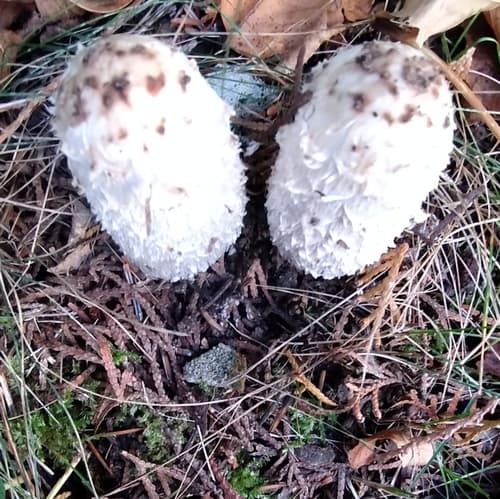 Czernidłak kołpakowaty