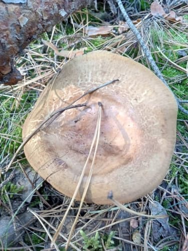 Krowiak podwinięty