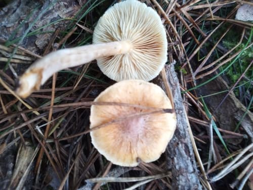 Inocybe sindonia