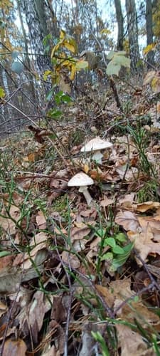 Muchomor cytrynowy