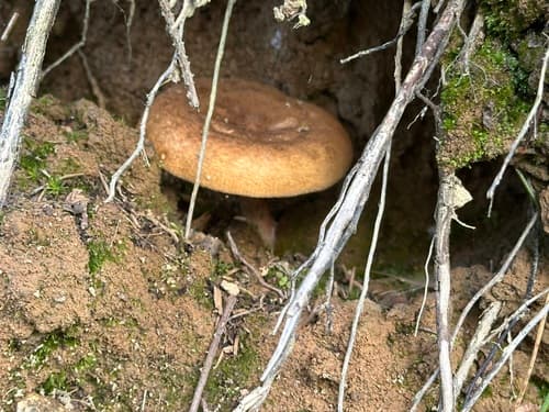 Krowiak