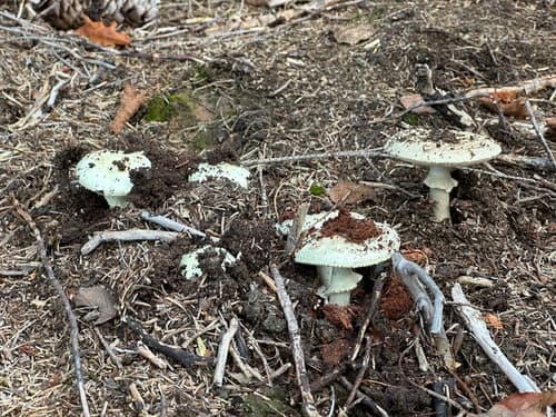 Muchomor cytrynowy