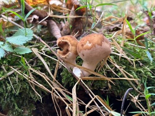 Apioperdon