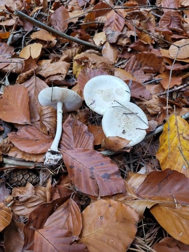 Muchomor cytrynowy