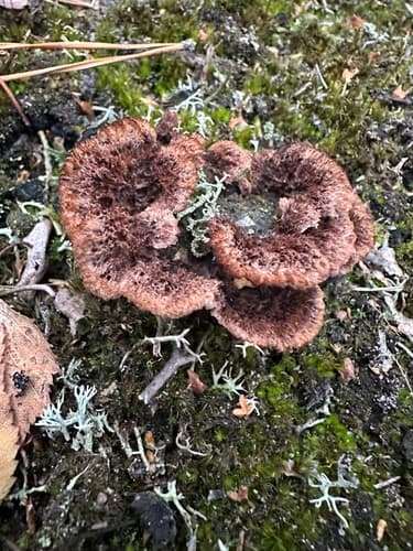 Chropiatka pospolita