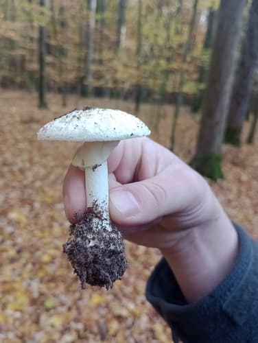 Muchomor cytrynowy