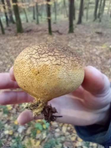 Tęgoskór cytrynowy