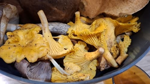 Pieczarniaki