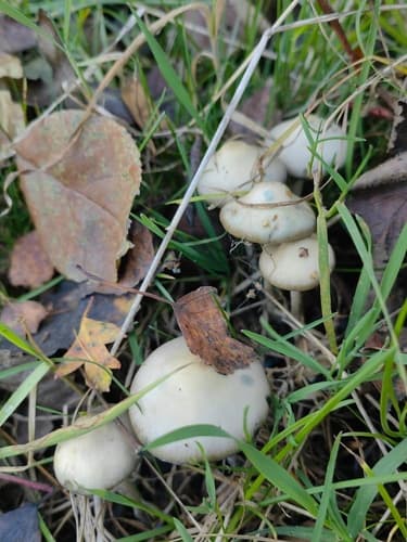 łysiczka serbska