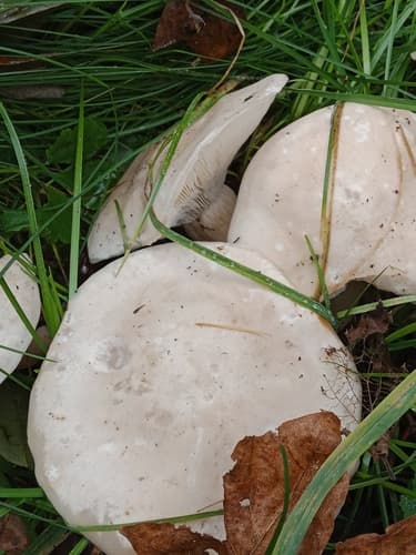Lejkówka