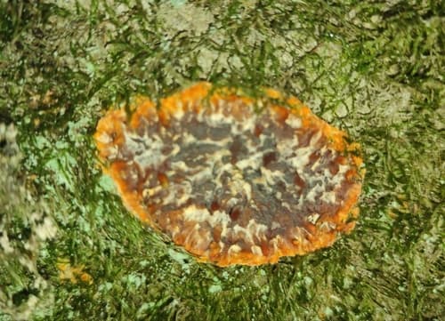 żylak