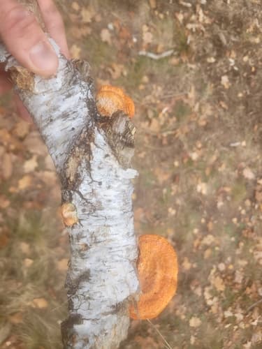 Gęstoporek cynobrowy