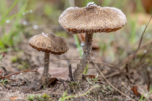 Inocybaceae